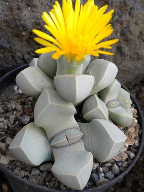 Learn more about the members and physical characteristics of the family. Lapidaria margaretae looks like stones | Succulents, Stone ...