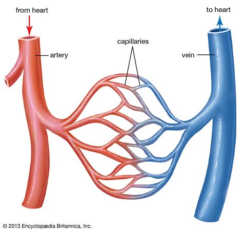 Blood Vessel Definition Anatomy Function And Types Britannica