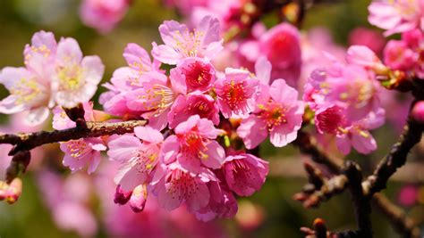 Close Up Photo Of Pink Cherry Blossom Yangmingshan Hd