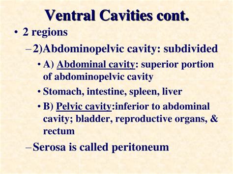 Ppt Body Cavities Powerpoint Presentation Free Download Id9364852