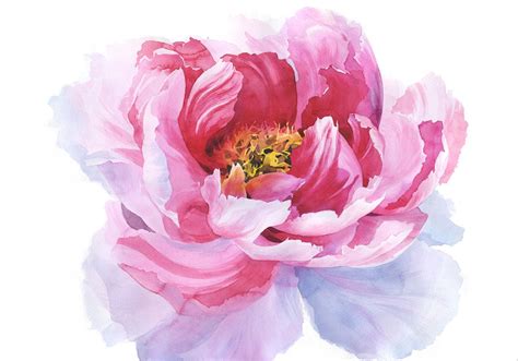 ♥ Mademoiselle Rose ♥ Watercolor Flowers Watercolor Peonies Peonies