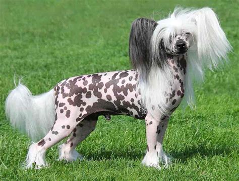 Types Of Toy Dog Breeds With Pictures Wow Blog