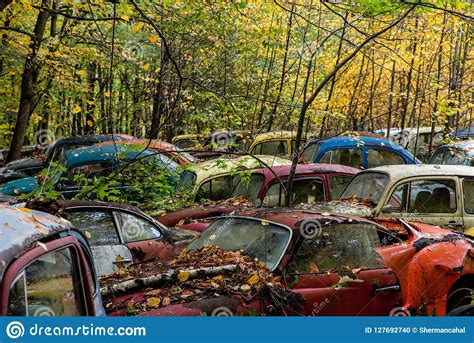 Vintage Antique Cars Junkyard In Autumn Abandoned Volkswagens
