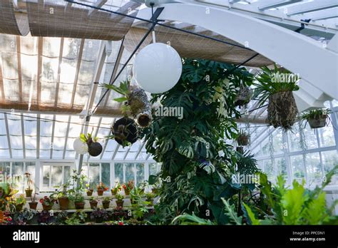 Tropical Plants In A Greenhouse At Botanic Garden Stock Photo Alamy