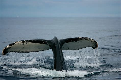 10 Good Reasons To Protect Whales Greenpeace Africa