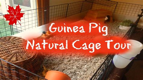 Guinea Pig Natural Cage Tour Youtube