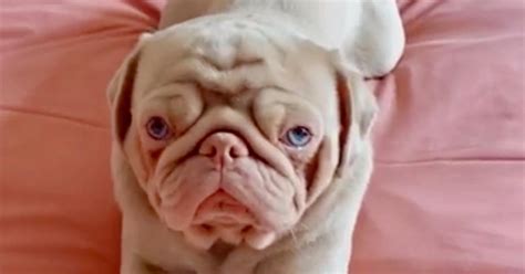 One Of The Rarest Dogs On Planet Is Pink Pug Named Milkshake