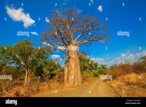 landscape of baobab tree in musina nature reserve one of the largest collections of baobabs in