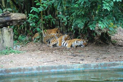 The zoo now has a total of over 5000 but if you would like to take the bus there, get on the metrobus number 16 from the central market, kuala lumpur or the rapidkl bus number u23. Zoo Negara (Ampang): 2018 All You Need to Know Before You ...