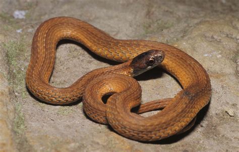 Red Bellied Snake