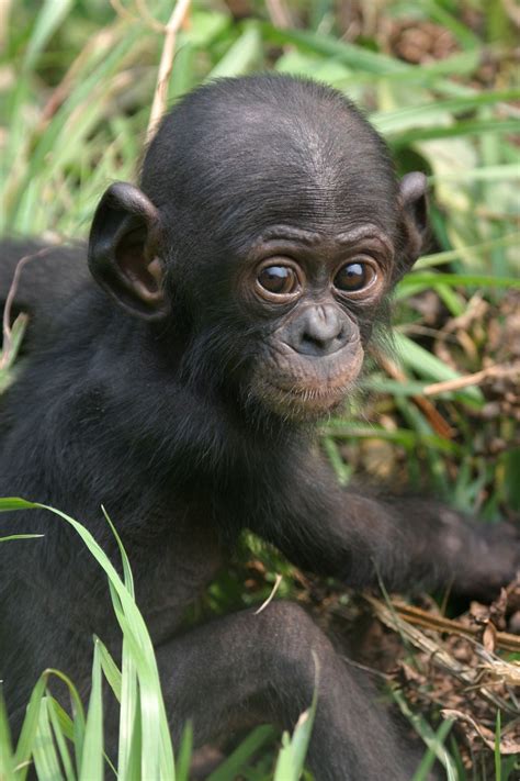 Africas Great Apes Cute Animals Animals Beautiful Cute Baby Animals