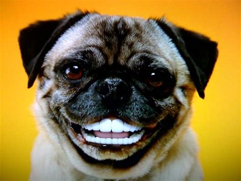 Pug With Dentures Smiling Dogs Funny Cats And Dogs Dog Breath
