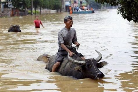 Kosong How Animals Are Affected By The Floods In Thailand