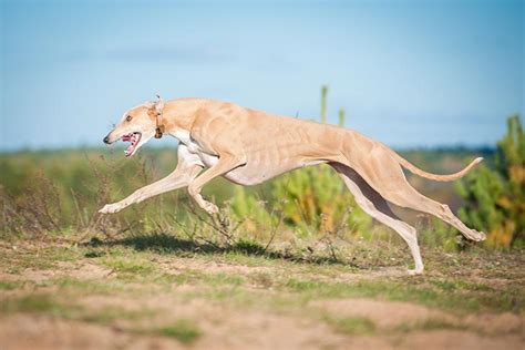 Greyhound Dog Breed Information