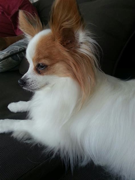 A Picture Of My Caramel Yesterday So Beautifulawe Papillon