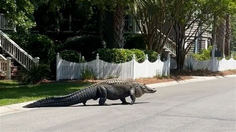 Viral Video Captures Giant Alligator Crossing Road In Us As Residents