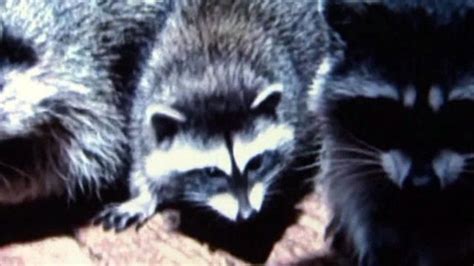 raccoons savagely attack woman fox news video