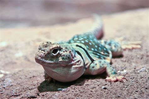 Oklahoma State Reptile Flickr Photo Sharing