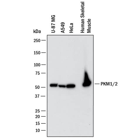 Humanrat Pkm12 Antibody Mab7244 Bio Techne