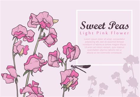 Download Sweet Pea Light Pink Flower 162038 Vector Art at Vecteezy