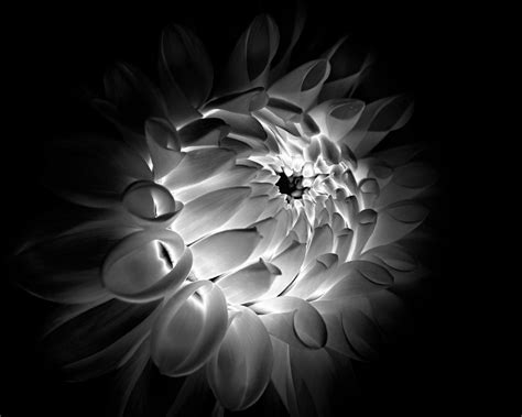 Altering The Mood With Black And White Flower Photography