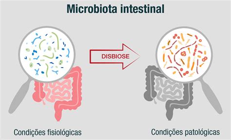 Microbiota Intestinal Influência Na Diabetes A Folha