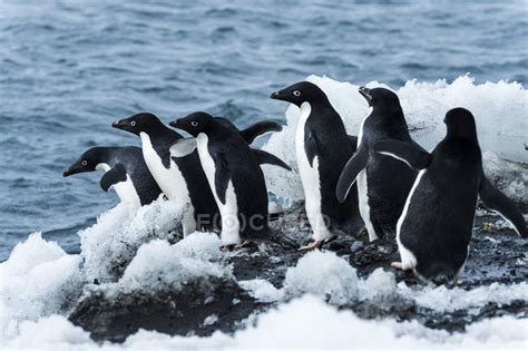 Adelie Penguins Jumping In The Water Antarctica — Wildlife Follow