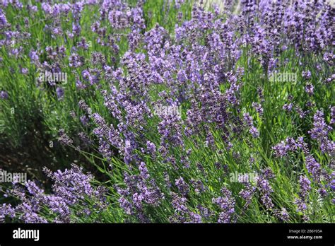 Lavender Field Green Flowers Summer Floral Background Beauty Of Nature