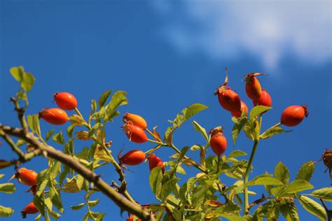 무료 이미지 로즈힙 과일 자연 땅 시골의 녹색 빨간 하늘 꽃 피는 식물 장미 엉덩이 로사 카니나 분기 과수 superfruit 로사 루비 기노