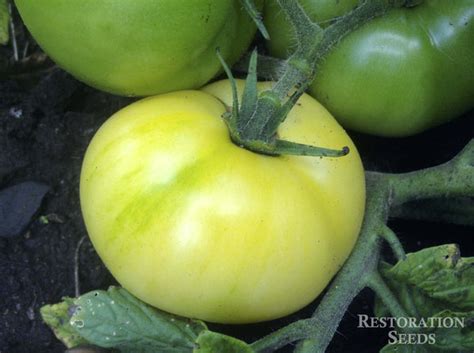 Burpees Golden Dwarf Champion Tomato Organic Restoration Seeds