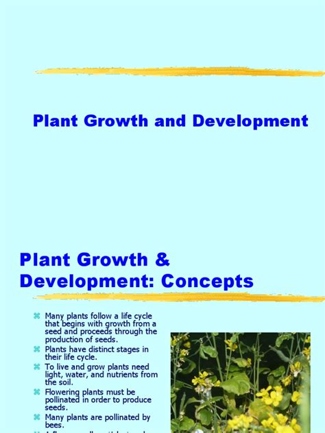 Plant Growth And Development Pdf Plant Hormone Auxin