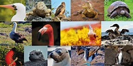 What are Galapagos' most iconic species? Top 15 species you can't miss!