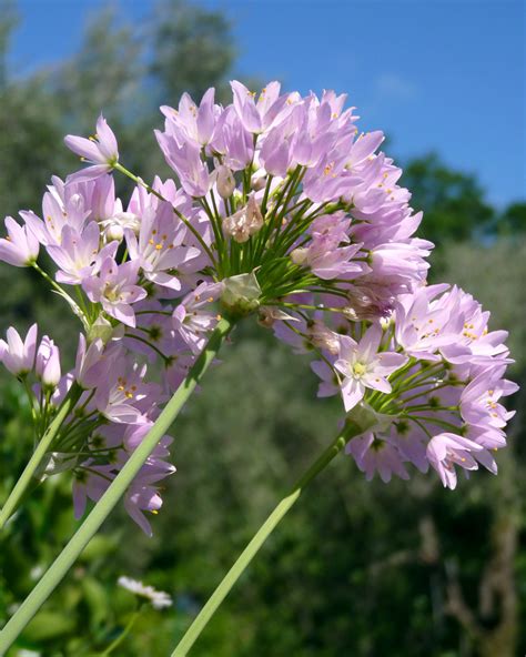 D Szhagyma Allium Roseum Kir Lykert Vir Ghagyma Rendel