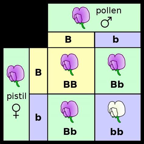Learn how to use punnett squares to calculate probabilities of different phenotypes. AP Bio Blog: Chapter 9 - Patterns of Inheritance
