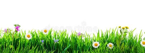 Grass And Flower Wallpaper