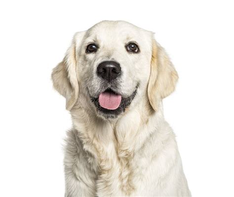 Golden Retriever And A Labrador Puppy Sitting Stock Photo Image Of