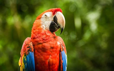 Close Up Of Scarlet Macaw Parrot Stock Image Image Of Beak Macaw 54147033
