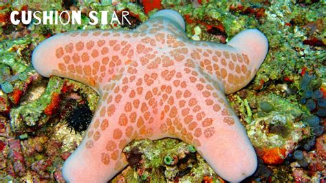 Starfish Lessons For Kids Stemhax