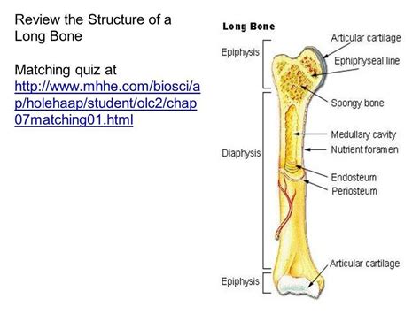 Skeletal Long Bone Structure Diagram Quizlet