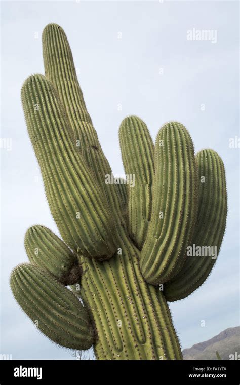 Large Saguaro Cactus Stock Photo Alamy