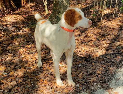 Florida Brittany Rescue Adoptable Brittany Dogs Adoptable Brittany