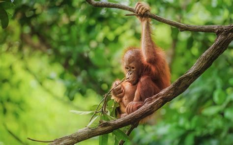 Orangutan Numbers Drop As Much As 30 Per Cent In Malaysian Palm Oil
