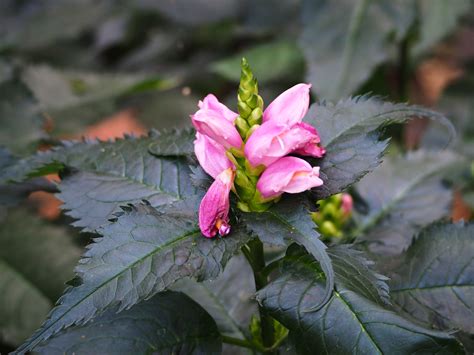 Whats Doing The Blooming Turtlehead Knechts Nurseries And Landscaping