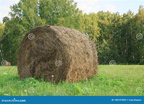 Round Bales Of Hay Freshly Harvested In A Field Stock Image Image Of