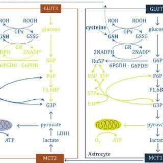 The concept of purchasing power parity (ppp) is a tool used to make multilateral comparisons between the national incomesgdp formulagross domestic product (gdp) is the monetary value. Schematic representation of the pentose phosphate pathway (PPP, left)... | Download Scientific ...