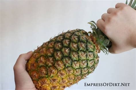 How To Grow A Pineapple From The Grocery Store Empress
