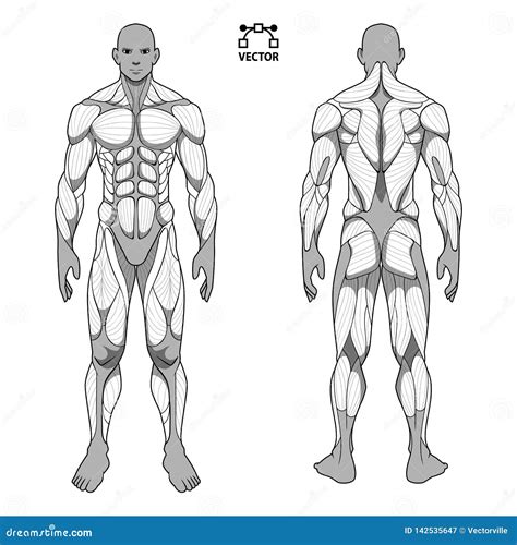 Sistema Muscular Masculino Do Homem Da Anatomia Do Corpo Humano O