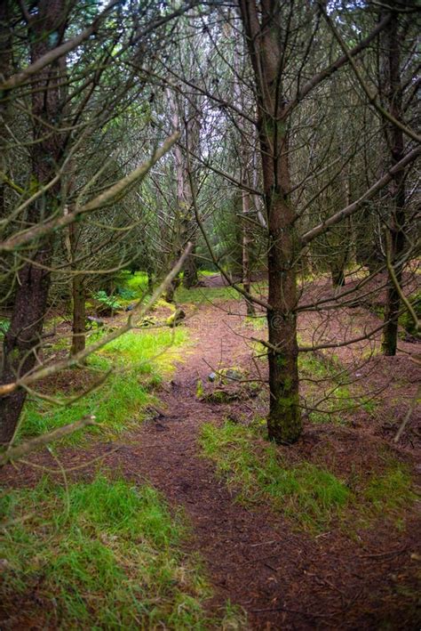 Magical Forest At Faroe Islands Stock Photo Image Of Background