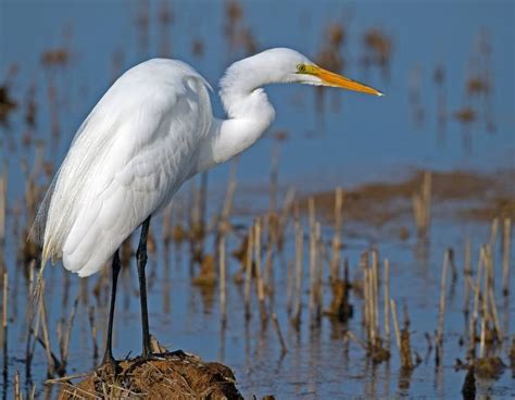 A Guide To The Top 16 White Birds With Long Beaks