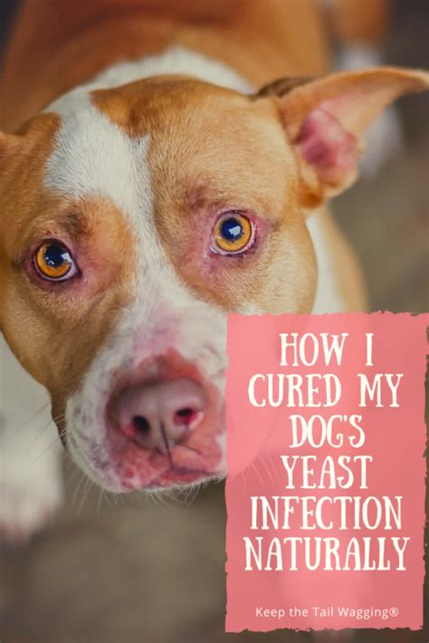 How I Cured My Dogs Yeast Infection Naturally Keep The Tail Wagging